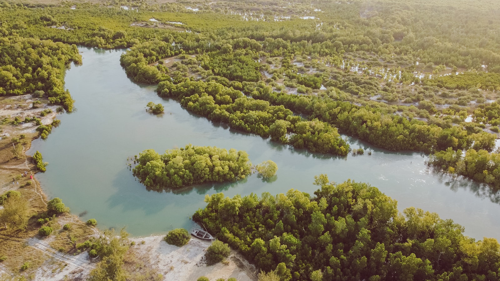Aerial view of a mangrove estuary, green tree cover braided through pale turquoise tidal channels